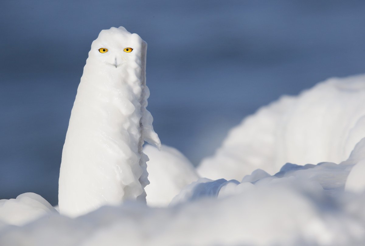 Twitter 上的Vote For Snowy Owl：