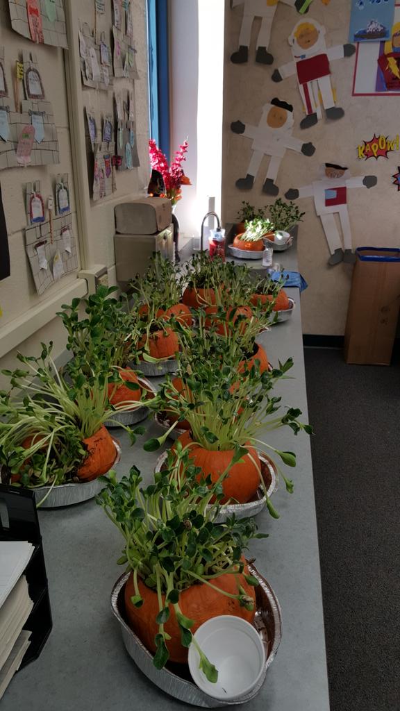 Not sure if we're growing pumpkins or mutants! #classroomtakeover #feedmeseymour