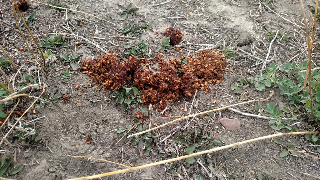 PBHoss's tweet photo. When the woods won't do, an alfalfa field works nicely. #doesabear #montana https://t.co/BQvNgjSDfT