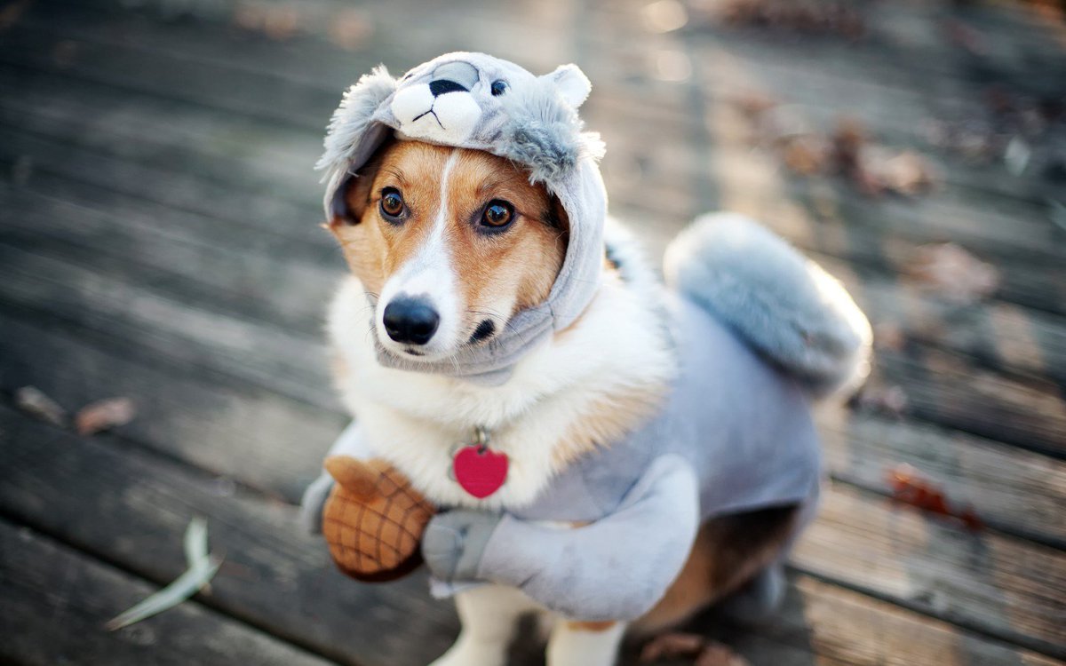 winninvideos's tweet photo. These adorable pets are even cuter in their Halloween costumes! Vote for your favorite here! https://t.co/rpf8XaG7BE https://t.co/VtDgnNheuQ