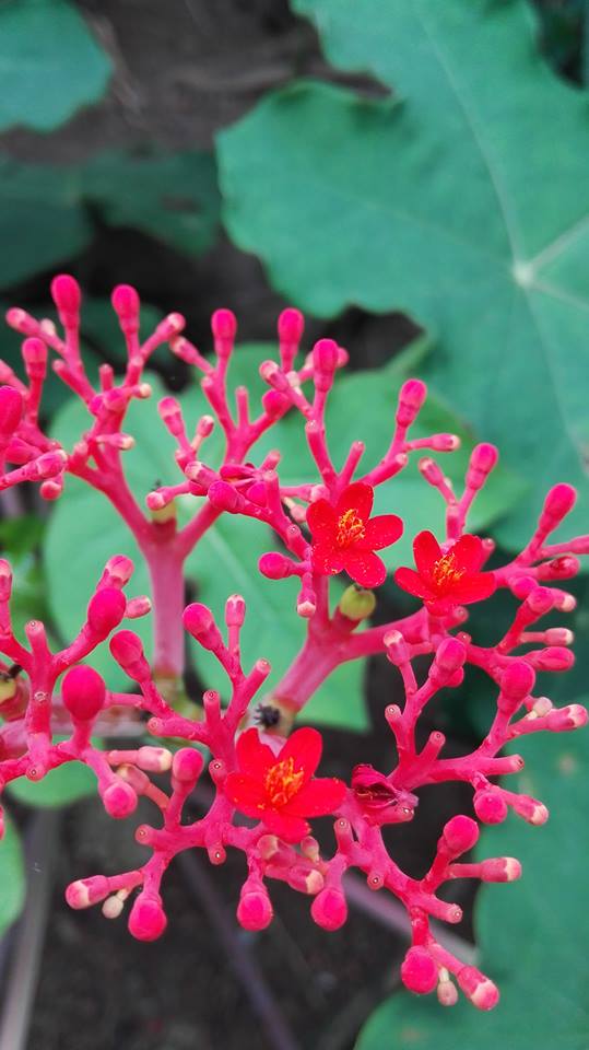 honorph's tweet image. #BraveOne John Mariux Gulle took a closer look at nature with the help of Honor 4X! #HonorSpotted #BornToSurpass