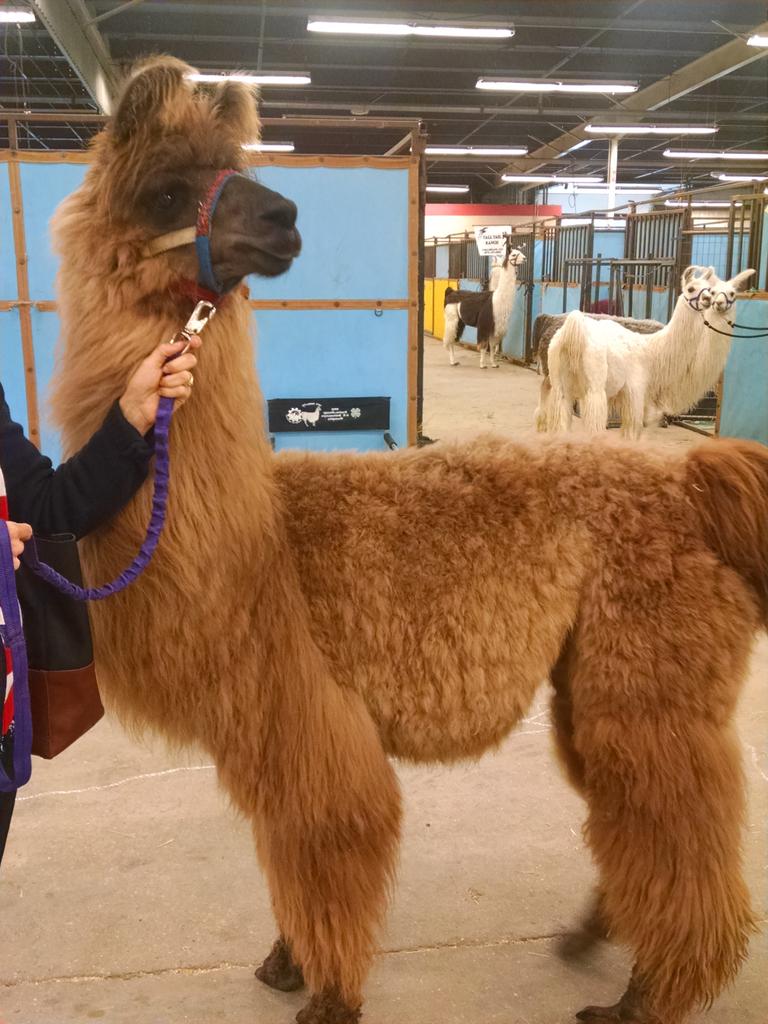 shangrillama's tweet photo. Join the 1st group to take this llama &amp; his 4 friends on a walk Saturday. https://t.co/IrqJY8Rott https://t.co/1nCbPwLH18