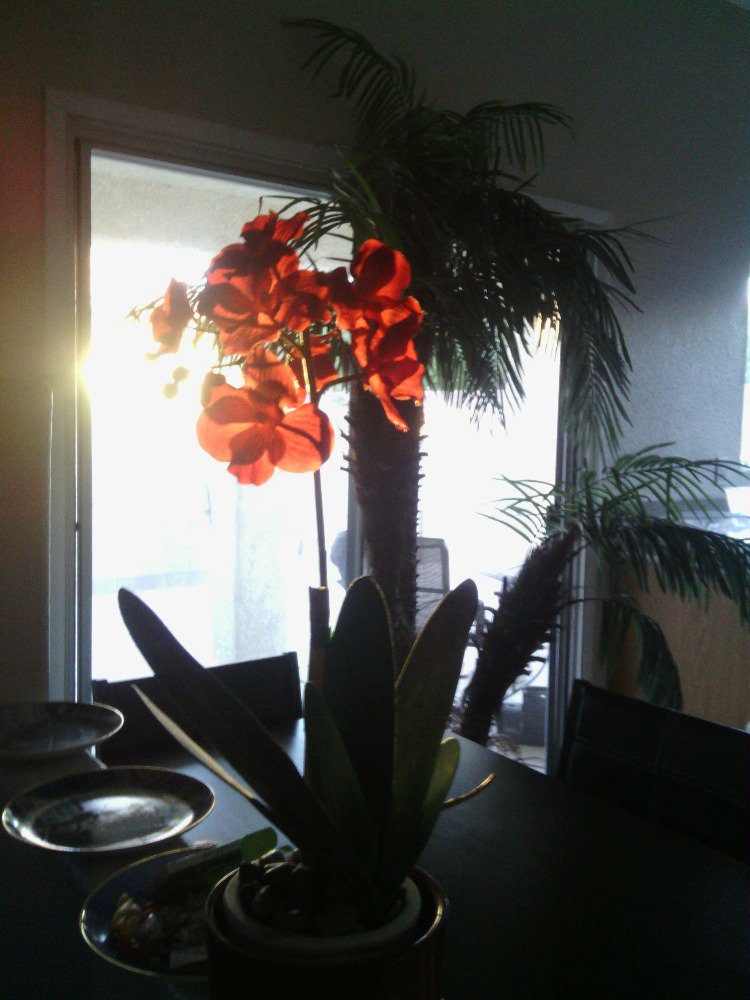 67_Meowring's tweet photo. Glowing orchids basking in #BackSunlight https://t.co/nKb0UaOMD5