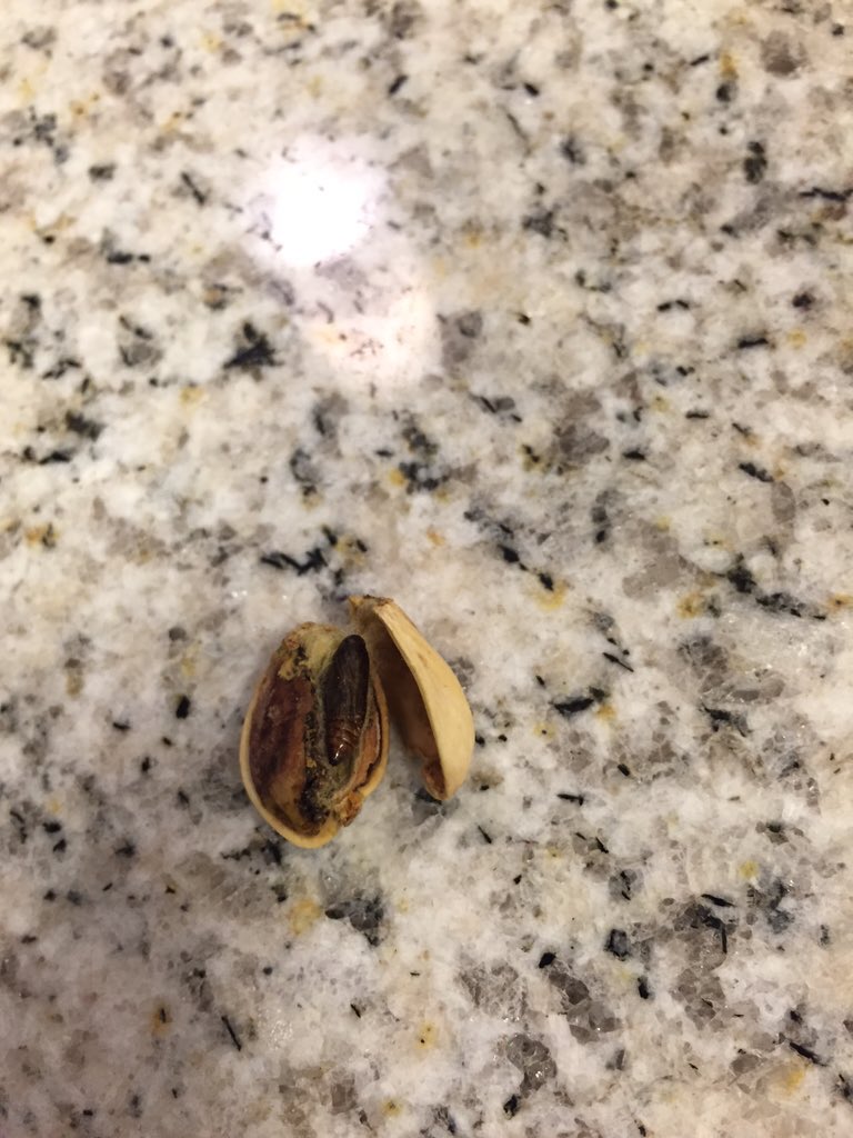 peacelovericks's tweet photo. Hey @getcrackin looks like I'm not the only one finding bugs in my pistachios... Gross 👎🏻😷 https://t.co/nqqo25yNjZ
