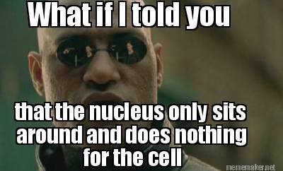 Cell_Membrane15's tweet photo. Nucleus does nothing. Vote Cell Membrane! 
@weaintnoribohoe https://t.co/yxqQAQdoVN