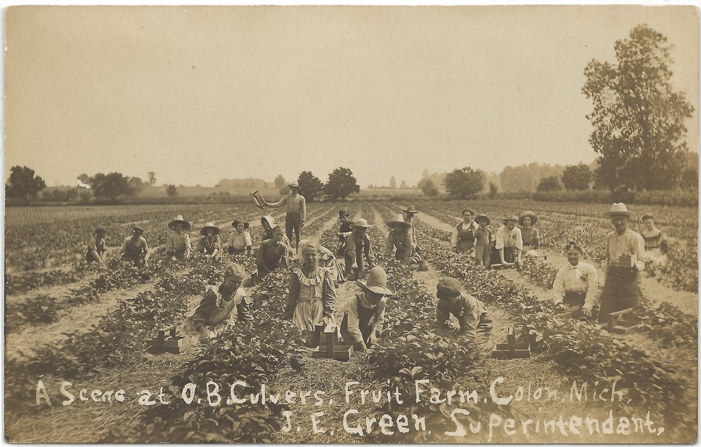 MichiganHist's tweet photo. Harvesting at Culvers Fruit Farm at Colon - probably ca. 1907-20 (UpNorth Memories Flickr)
#ColonMI https://t.co/x4261073i5