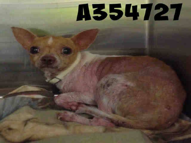 Abbeyrescuedox's tweet photo. San antonio #TX URGENT #chihuahua mix,hair loss will improve,needs rescue pls share! Charlie https://t.co/d50N2F8Hlu https://t.co/ff2OiyObZC