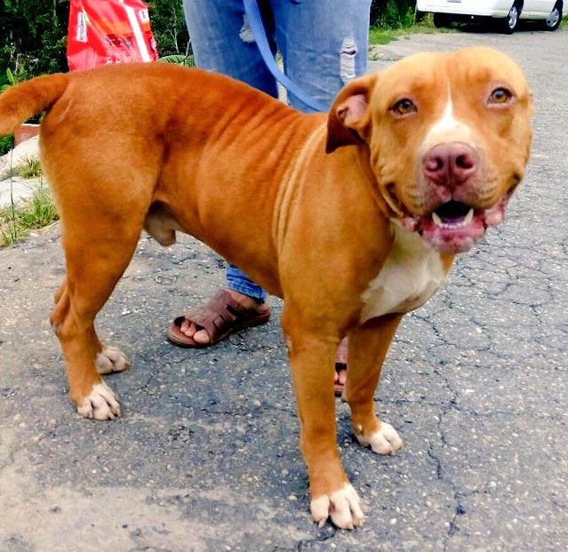 gacusb's tweet photo. El hermoso #BrunoUSB ya está recuperado y en #Adopción! Sí estas interesado escríbenos al 04241955052. #Caracas 🐶 https://t.co/bVcrhYz2rq