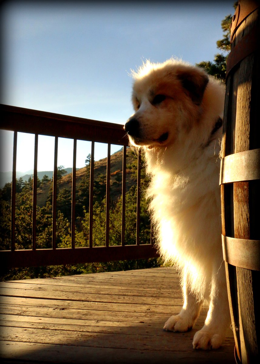 WeAreNeoni's tweet photo. Great fall evening writing on the deck with our dog #MyDogMo #MountainMo https://t.co/3UifOdwFTY