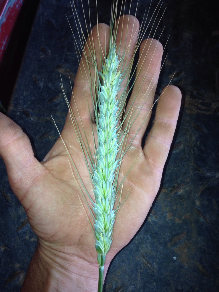 Billyboy689's tweet photo. @AParidaen found a good one in vic mallee #yitpi 117 grains @agronomeiste @chrisminehan https://t.co/IP6zdPtKMN