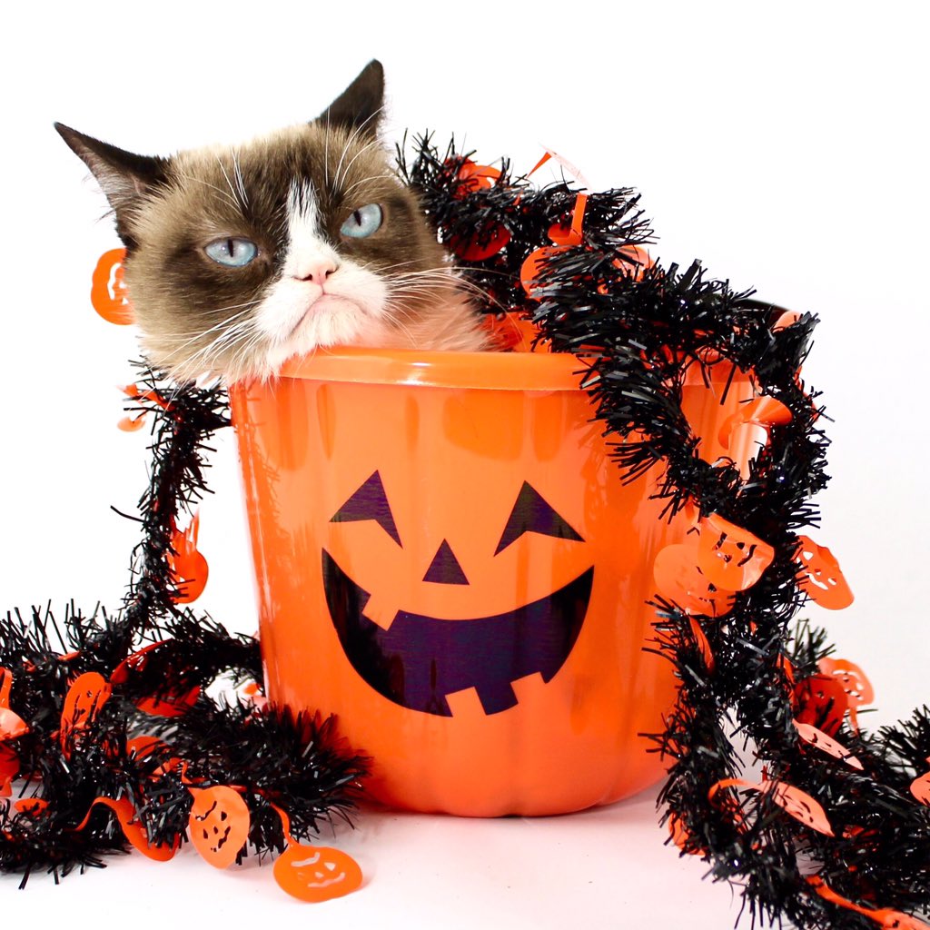 RealGrumpyCat's tweet photo. https://t.co/4joQf4DZer
