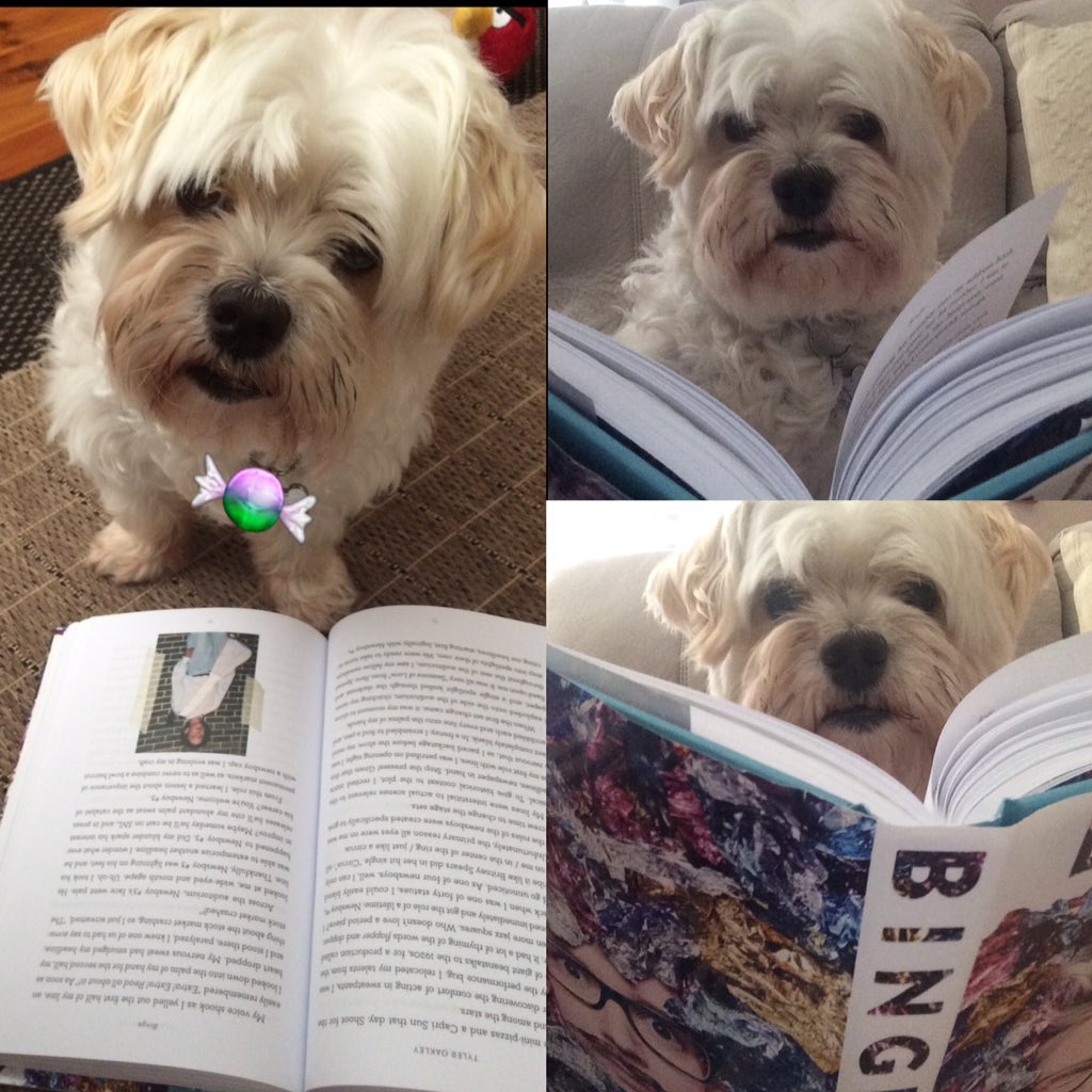 EmHughes28's tweet photo. @tyleroakley #PetsReadingBinge #MeetDex https://t.co/9R2d4rz2Vs
