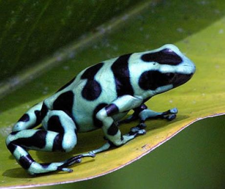 luxurytravel's tweet photo. 5 reasons why Costa Rica is so happy  https://t.co/BkLVP7wOxk https://t.co/sM0JavoU43