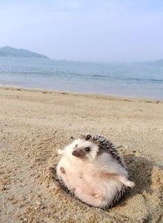 AnimalPlanetPic's tweet photo. Mamá, no me quiero ir. ¡Quiero más playa! https://t.co/cUx6VicIMi