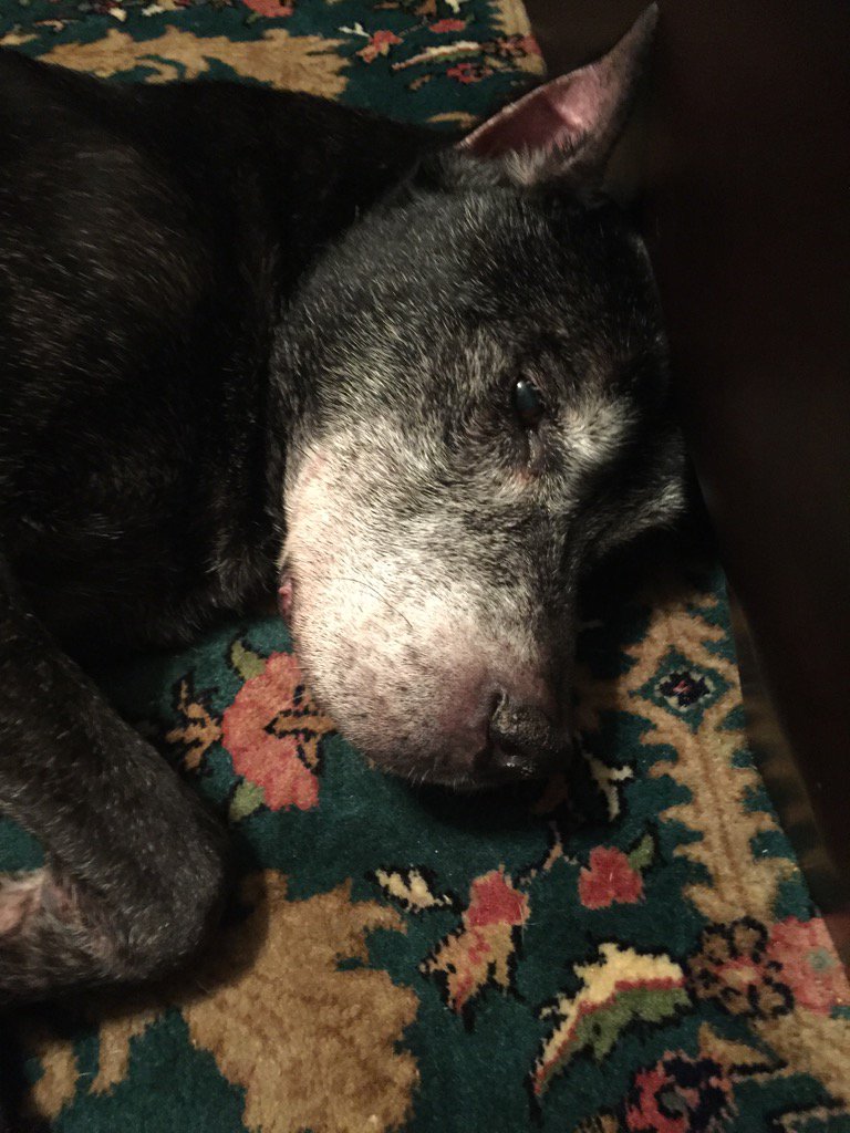 CynthiaSmoot's tweet photo. Saying goodbye...at home. A must see if you love your pet. Coming up at 10 @FOX13News @lapoflove https://t.co/d0jhQZOxH8
