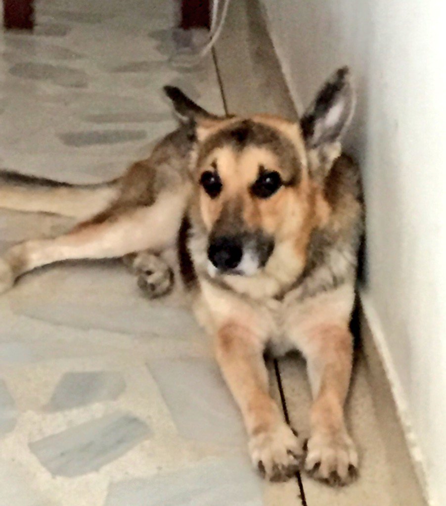yosysanchez's tweet photo. Me enamoro más cada vez que lo veo! #Zeus #PastorAleman #MiMejorAmigo #dog #AmorAmorAmor #AmorSincero https://t.co/W8qZLMfuyP