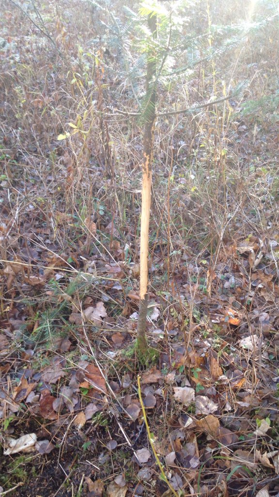 rainylakeangler's tweet photo. Ohhhh what have we here? #buckrub #rubline #whitetaildeer #bushlife https://t.co/twlcFeHYPN