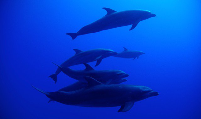 BixeLizarazu's tweet photo. Dans @Freresdesport , on aura aussi le grand privilège de plonger avec les dauphins de la passe de Tiputa #Rangiroa https://t.co/IBLBGk1DOE