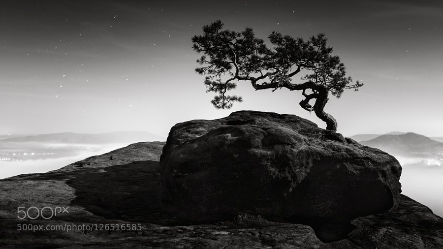 ZaibatsuPlanet's tweet photo. Old pine by Haggard-Photography #photo https://t.co/Lw8kG8LSdL