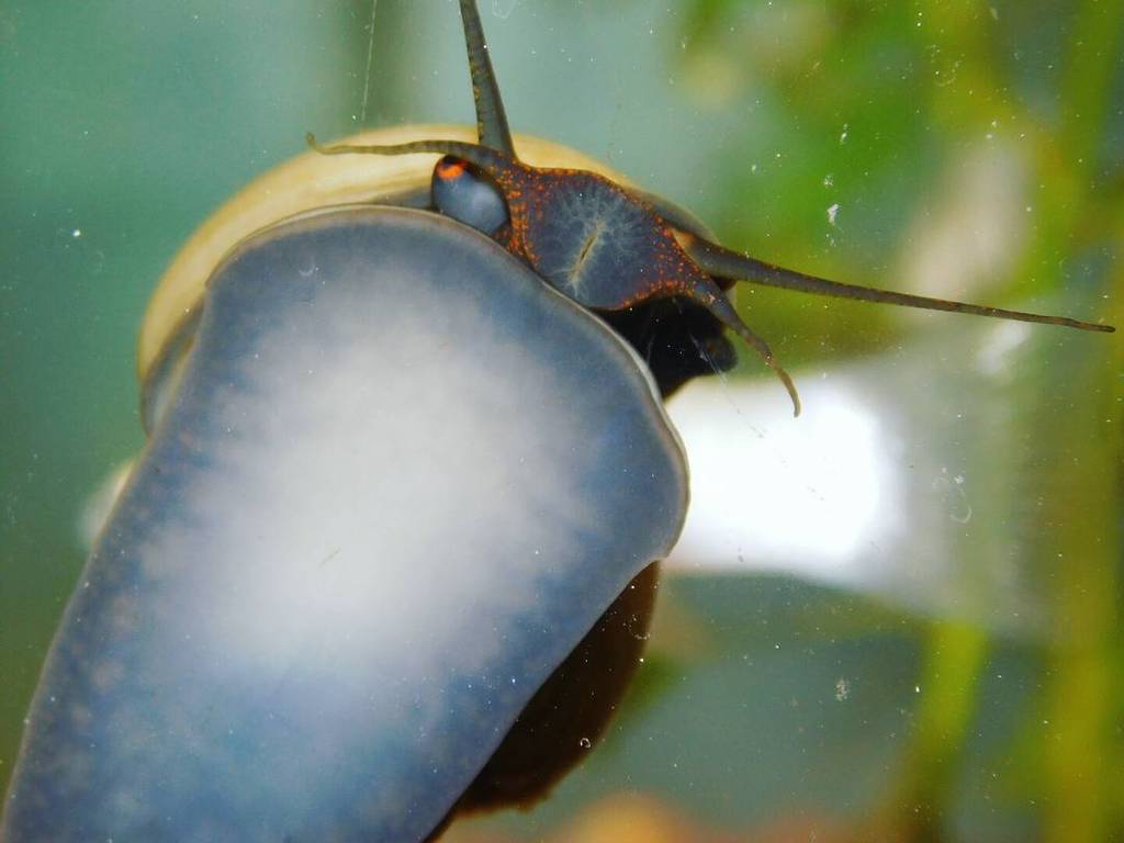 Akvaristan's tweet photo. #akvaristan #aquarium #akvaryum #aquarien Gary needs a girlfriend😂 #aquaticsnail #snail #plantedaquarium #plantedta… https://t.co/sM6Axp9KJw