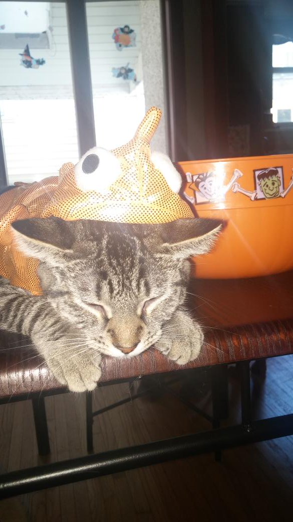 mom321's tweet image. @BlogPaws Cuddles in her Goldfish costume! #BlogPawsHalloween