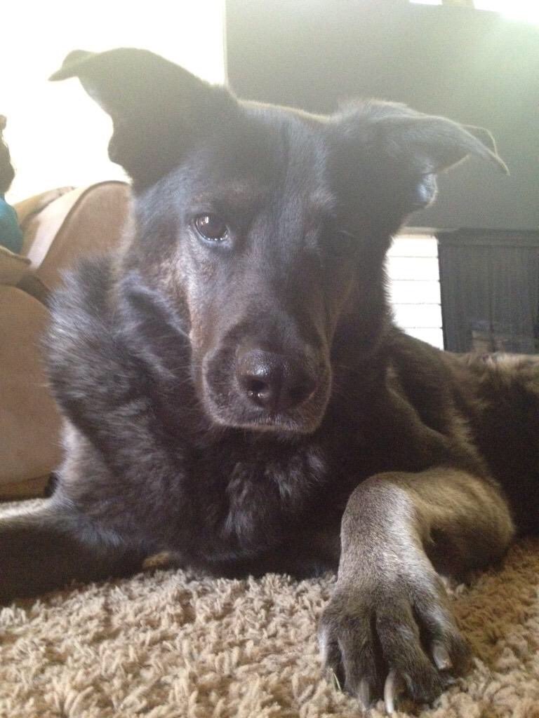 dogsofheritage's tweet photo. Rocky is so handsome! https://t.co/nkFhVtxK2P
