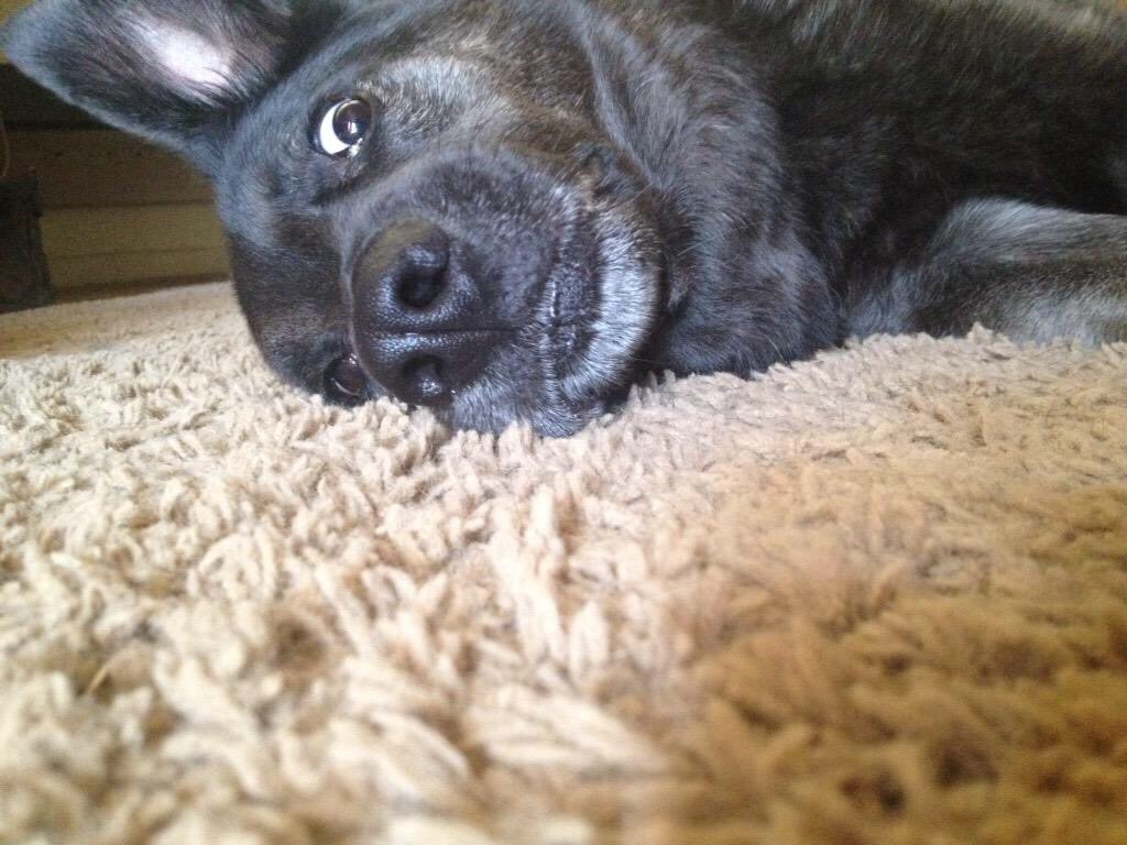 dogsofheritage's tweet photo. Rocky is so handsome! https://t.co/nkFhVtxK2P
