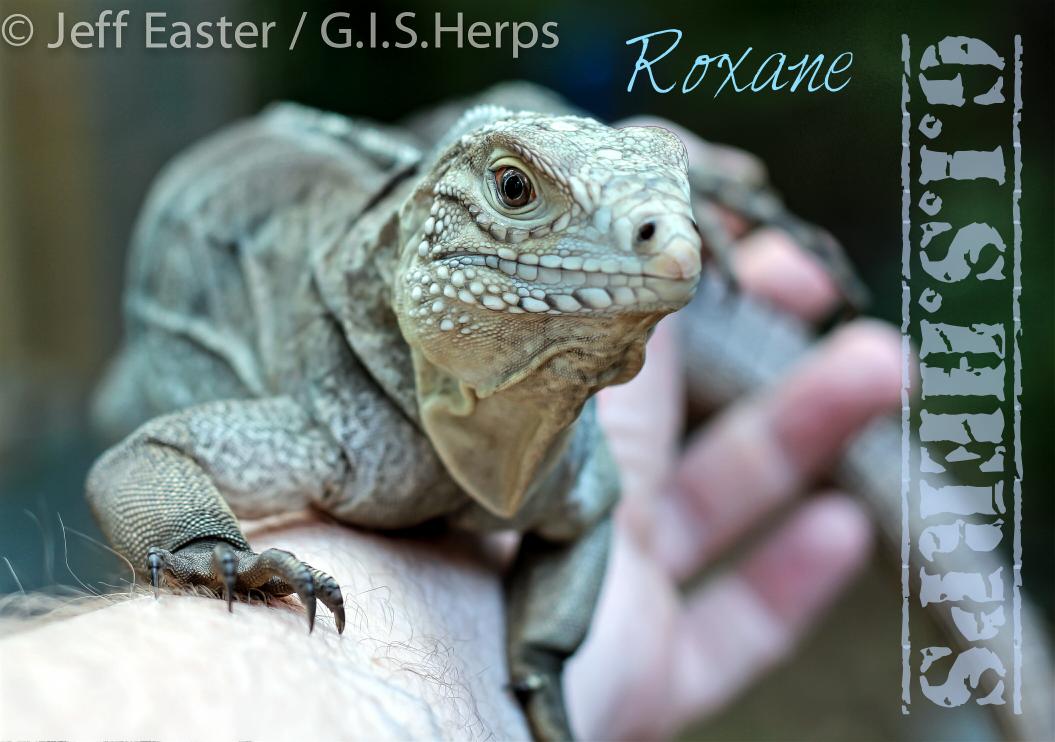 thomasjeaster's tweet photo. Roxane, female Grand Cayman Island Blue Rock Iguana hybrid yearling #gisherps #cycluralewisi #blueiguana #gisartbiz https://t.co/TuJz4uSxhj