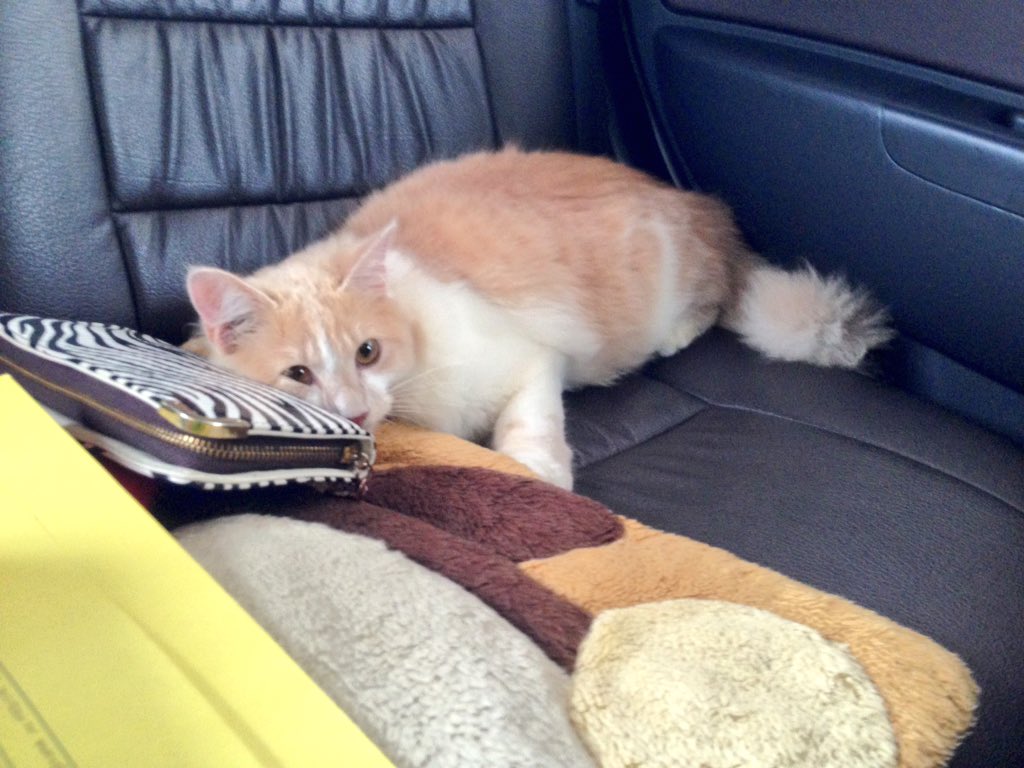 callmealya_'s tweet photo. Lahai nak lempang 😂😂 https://t.co/xijoB8kbLT