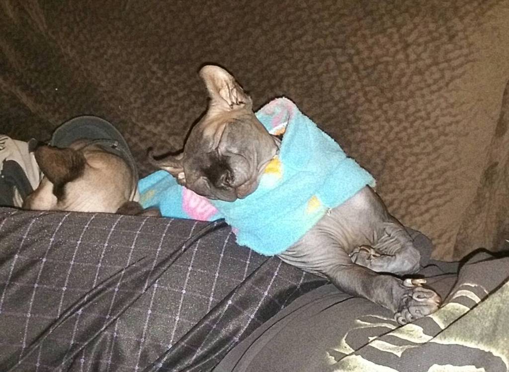circlingsquare's tweet photo. Sleepin sideways... #myBelladonna #LilMini #iloveher #elfsphynx #elfears #nohairdontcare #alldayeveryday #sleepingb… https://t.co/zwdsRMMVkP