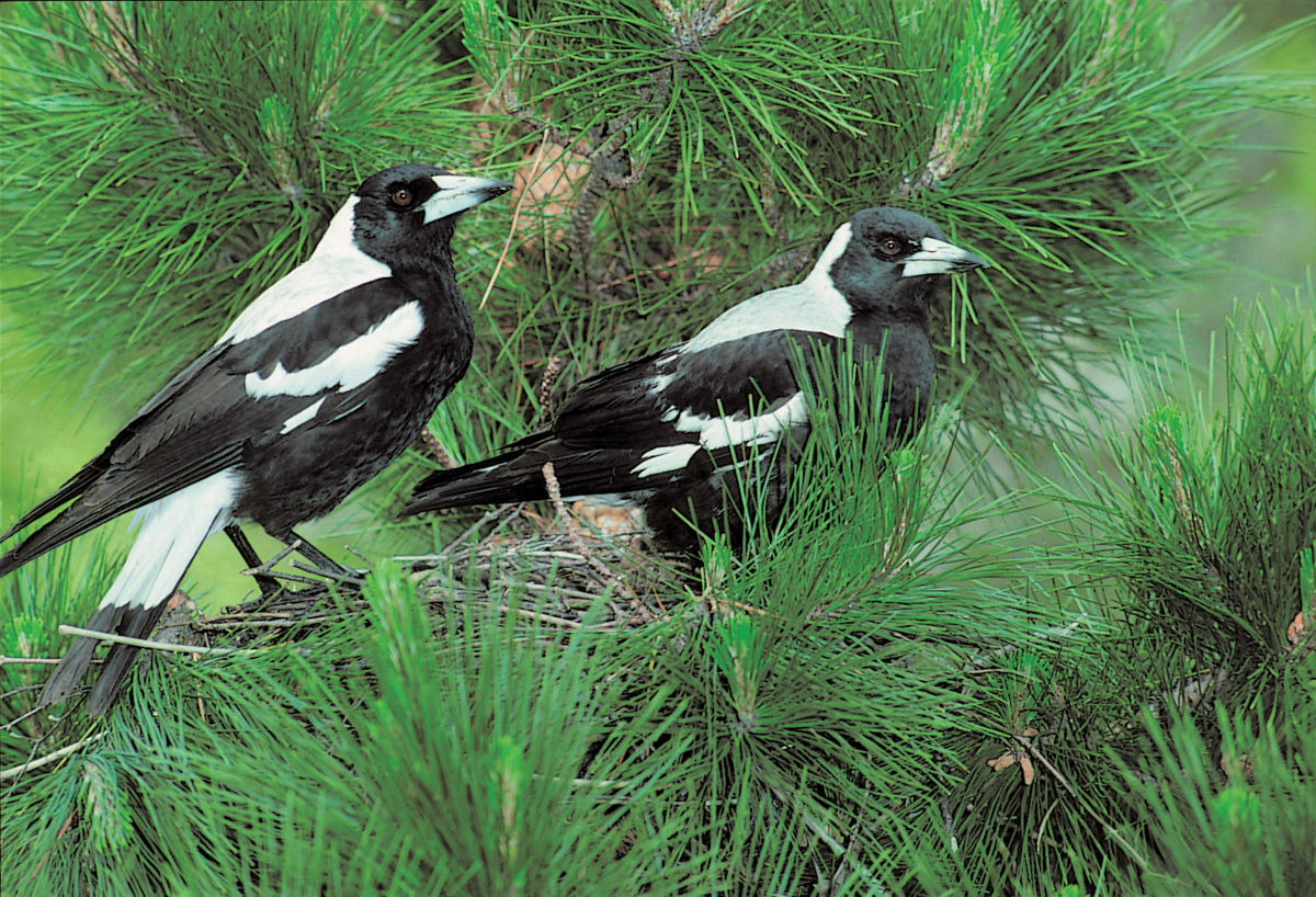 AklCouncil's tweet photo. Swooping season is here! Here are some tips to protect yourself from territorial #magpies: https://t.co/f3LpKq83WX https://t.co/i2fe1YaHep