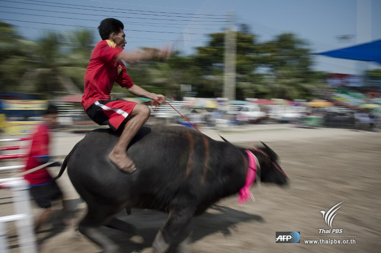 Thai PBS tweet media