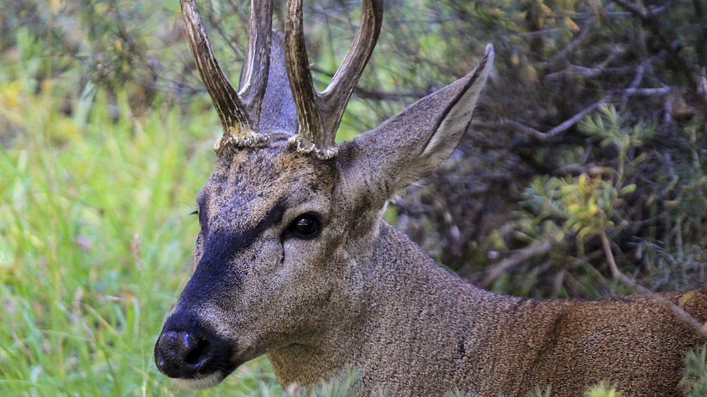 veoverde's tweet photo. El huemul, el ciervo ícono chileno está en peligro de desaparecer https://t.co/GQLJA2tDEl https://t.co/cjdz4Ll4xk