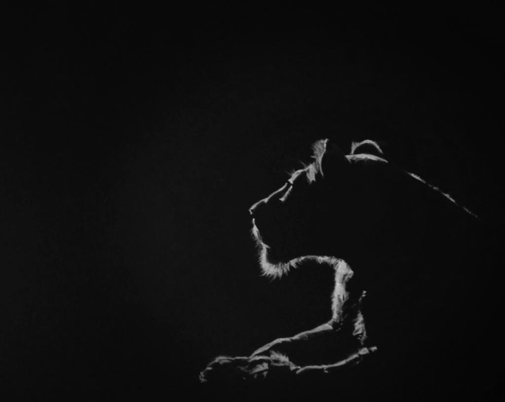 Drawing Skill Lion Drawing On Black Paper