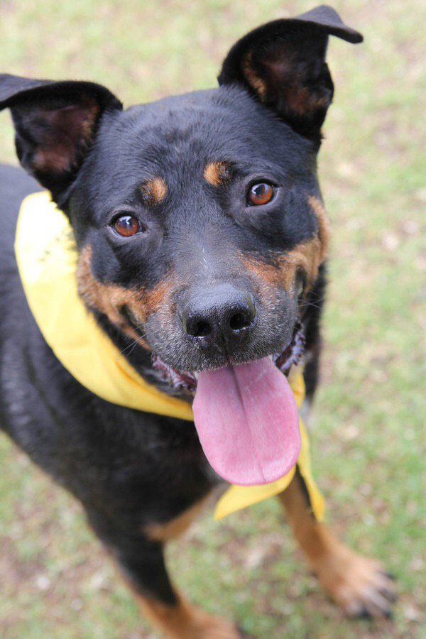 DFLrescue's tweet photo. This is Bayer, isn't she beautiful?! We had her at #LLE2015 & she was a star, so friendly with all people and dogs https://t.co/TvVbOjCxWJ