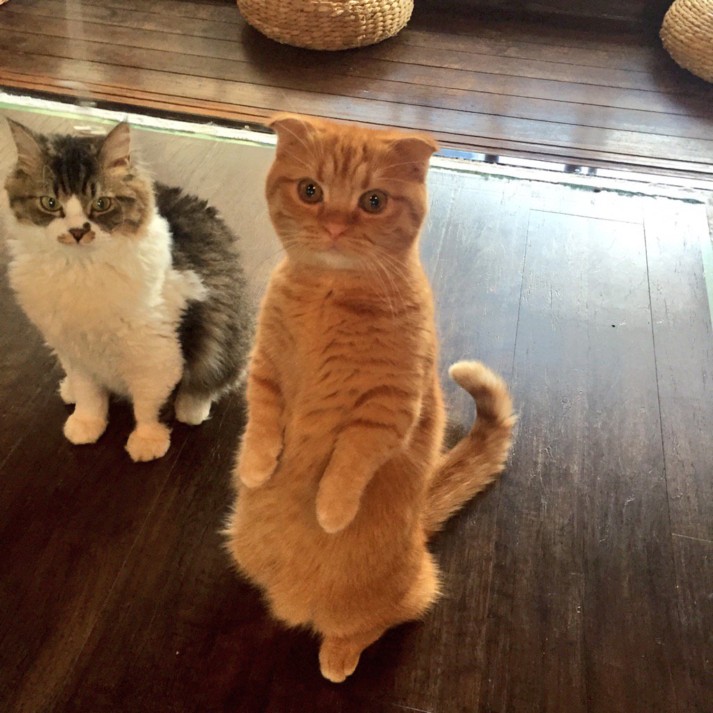 猫カフェ 京都 四条 Flmt