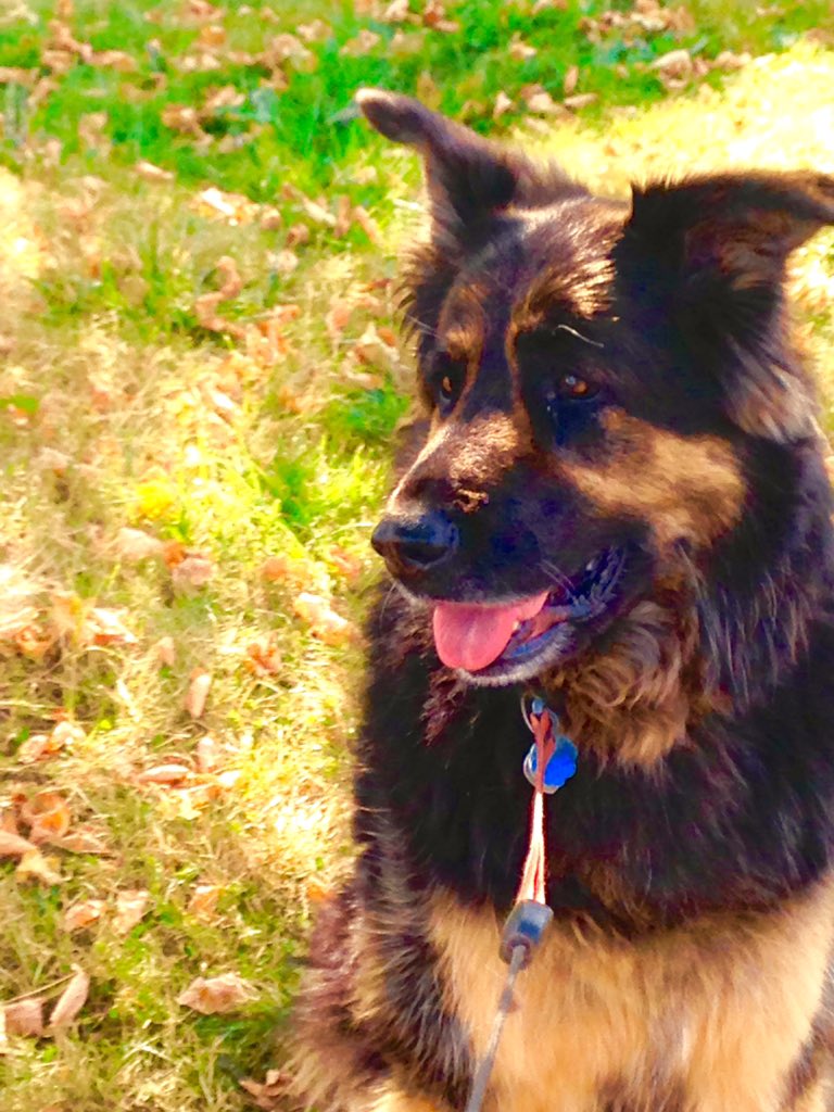 aly lynn (alliesaap) Twitter