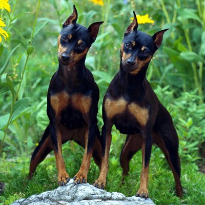 iRazasdePerros's tweet photo. Raza: Pinscher Mini
Origen: Alemania
Peso:3.5 a 5 Kg
Tamaño: Chico
Carácter: Extrovertido Juguetón Amigable  Listo https://t.co/ZR9x4sFZ3e