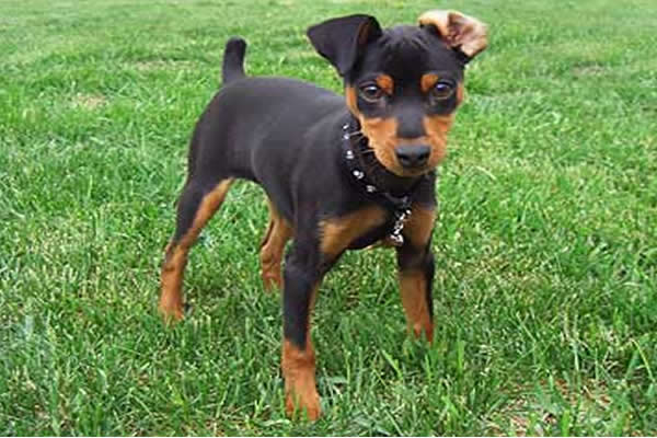 iRazasdePerros's tweet photo. Raza: Pinscher Mini
Origen: Alemania
Peso:3.5 a 5 Kg
Tamaño: Chico
Carácter: Extrovertido Juguetón Amigable  Listo https://t.co/ZR9x4sFZ3e