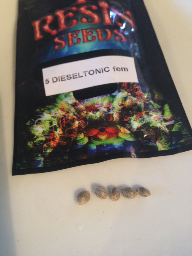 FLCBudz's tweet photo. #resinseeds #cannatonic #dieseltonic #CBD hunting #stoner #stonerlife https://t.co/fTA4c7szVV