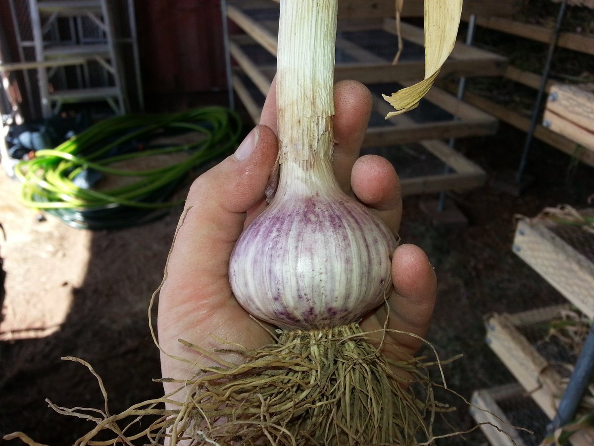 DromaiusGarlic's tweet photo. #harvest15  is complete, despite the dry weather in the last six weeks we are happy with the result @Aussiegarlic https://t.co/ldcqF0YVne