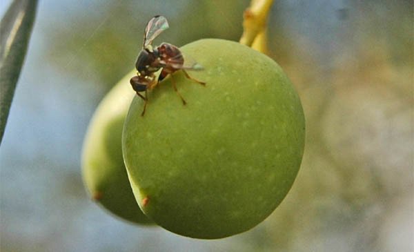 UmbriaDomani's tweet photo. La mosca olearia si sconfigge con le nuove ... https://t.co/AZzaC5d0X1 #Agricoltura #MoscaOlearia #UMBRIA https://t.co/NzOZyyNTWN