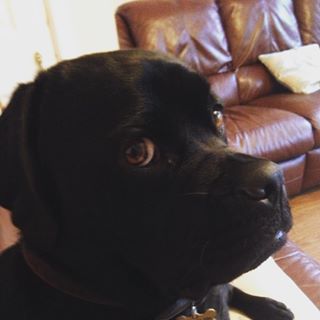 Joy_PhotoCam's tweet photo. Why are you leaving me mummy π #pugador #pug #labrador #dogsofinstagram #dontfeelsorryforhim https://t.co/z7WekkORc1 https://t.co/knPXp9JJHu