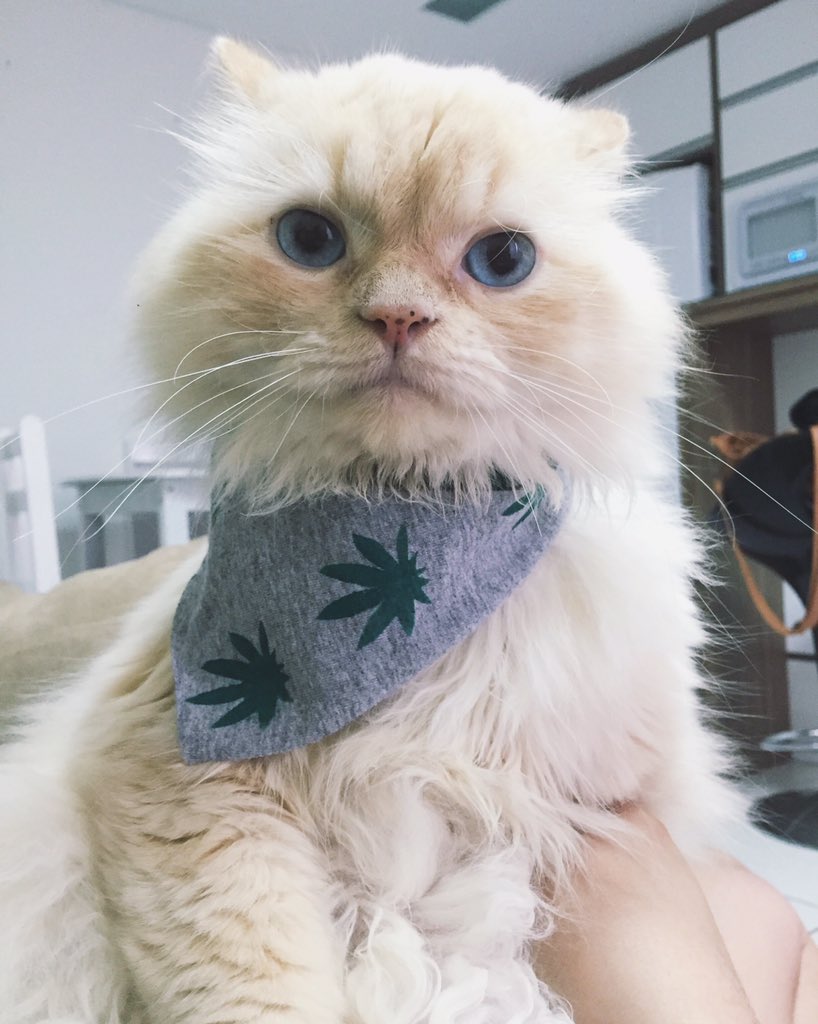 minecustom's tweet photo. Bandana Pet, nova linha de acessórios para cães, gatos ou qual seja seu Pet!!! Customize do seu jeito 💕 https://t.co/E8QexigFge