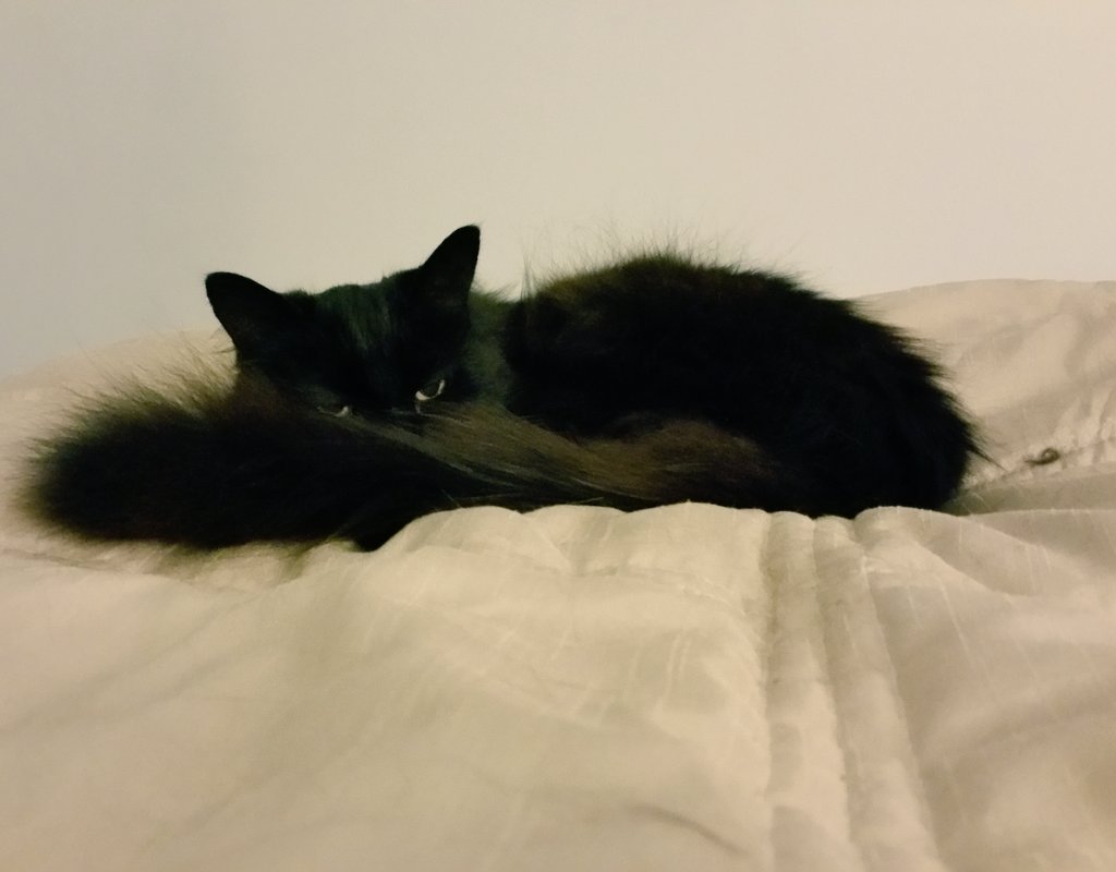 #Halloween week &amp; #BlackCatDay - got a beautiful feline you're sharing love for? Meet Elvira, who owns our friend..!