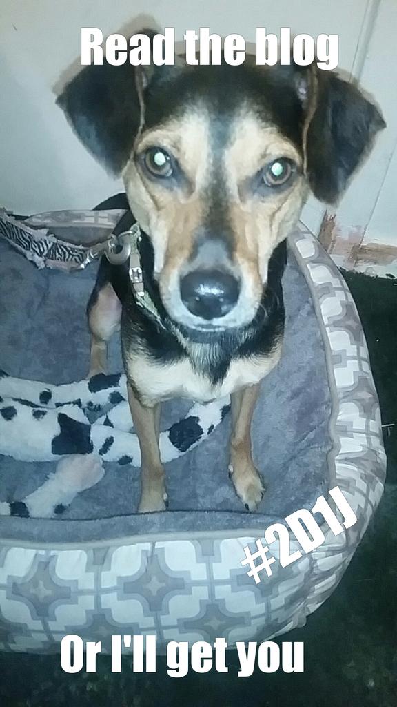 2Dogs1Journey's tweet photo. https://t.co/LxKXp8rJww #dogblog #networking #checkoutTheBlog #dogsoftwitter #puppiesOfTwitter #pets #idgt #wdgt https://t.co/9Og98PcNwk