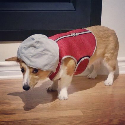 Chuibb_Corgi's tweet photo. I don't need no winter jacket!!!! 😒
#doublecoated #dontneedwinterclothes #crazyparents #c… https://t.co/LkNNI9njvw https://t.co/kykm1Ifb3A