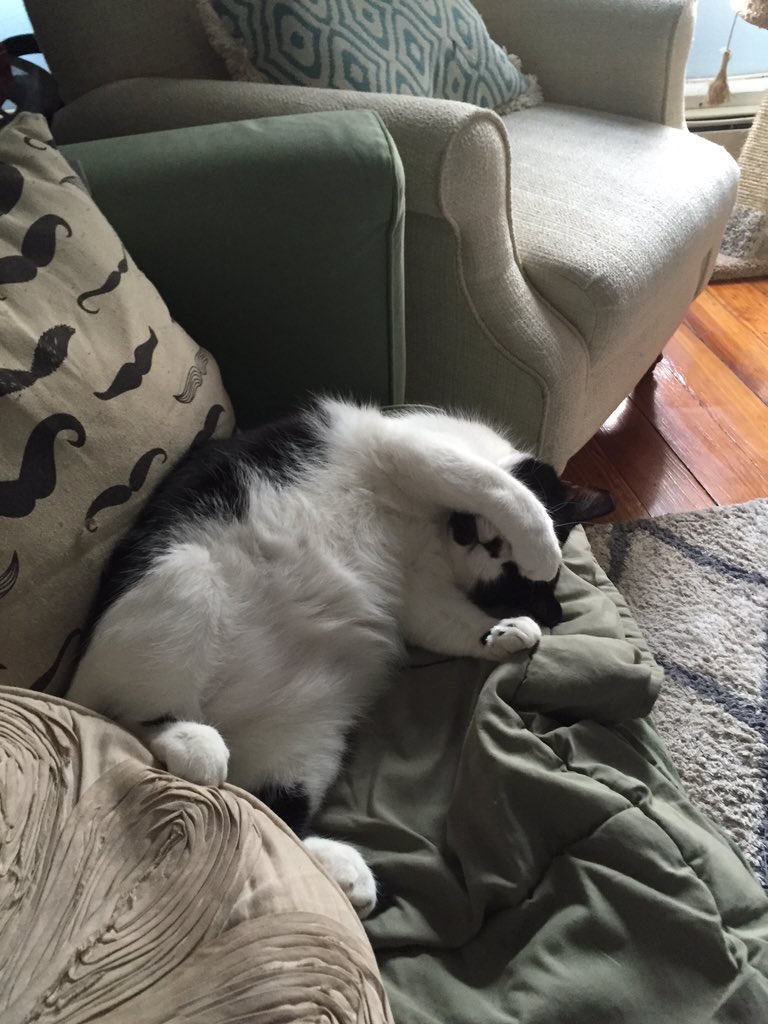 MyVictoryDance's tweet photo. When I wake up and I'm too comfy to start my day. #catday #Sleepyheads #doeasy #WakeUpAmerica #goodmorning https://t.co/sMUDjVrJlP