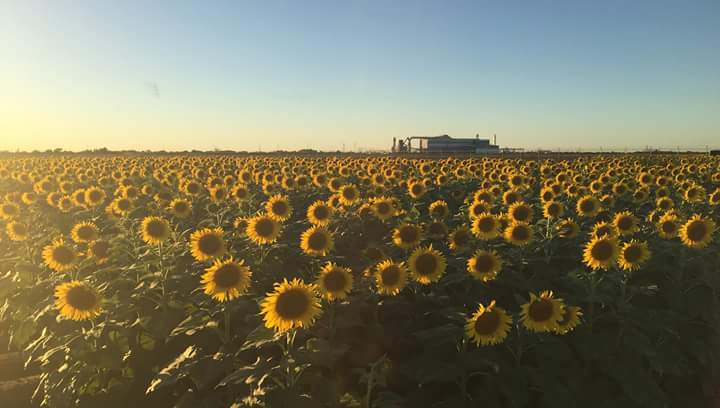 enriquegarzaflo's tweet photo. #FelizMartes @ Agroterra ya está Floreando los Girasoles en #RioBravo #Tamaulipas https://t.co/YsFzN8DU2h