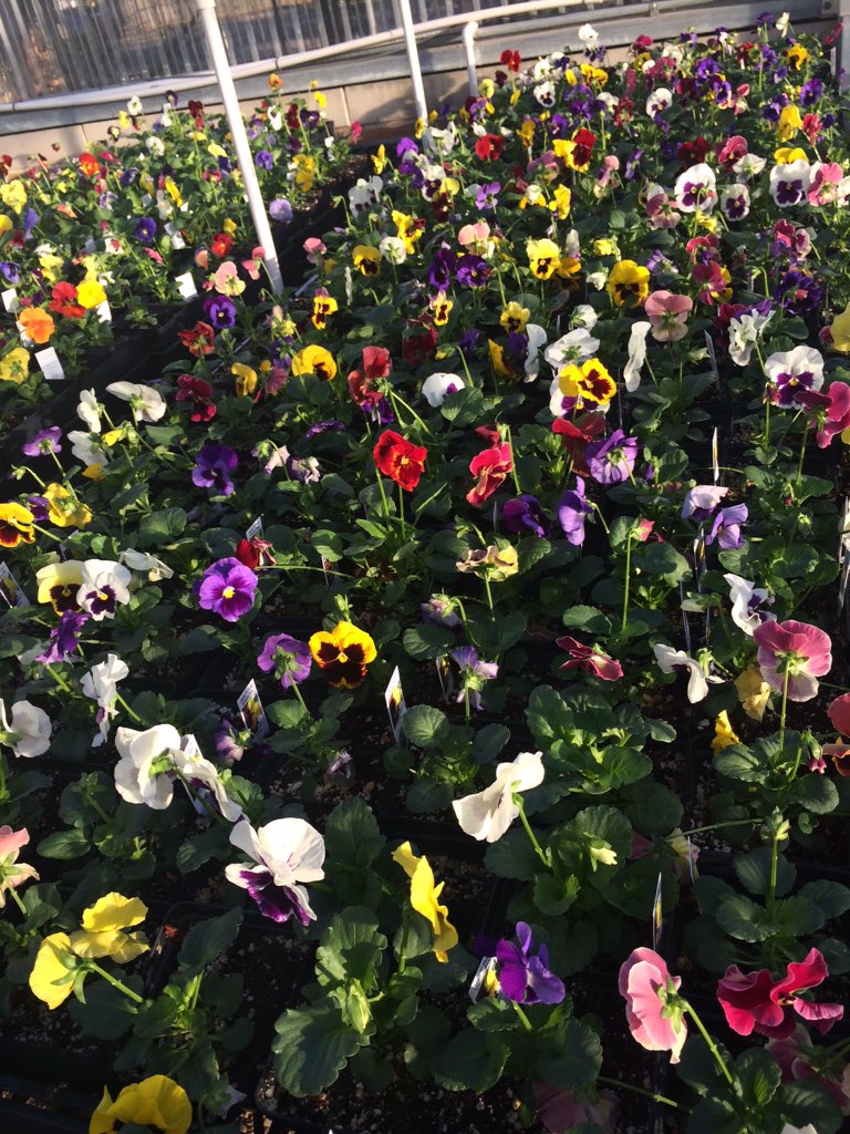 Nimitz Greenhouse tweet media